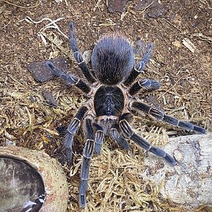 Phormictopus sp. “Sierra Maestra”