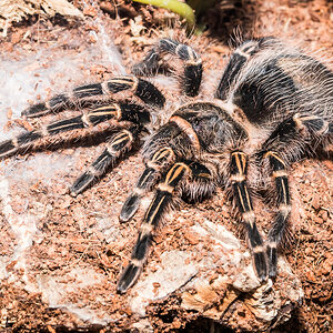 Grammostola pulchripes