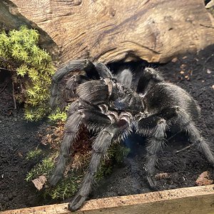 Adult female Grammostola quirogai