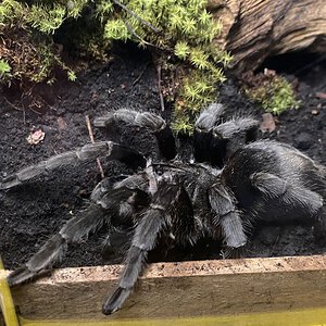 Adult female Grammostola quirogai