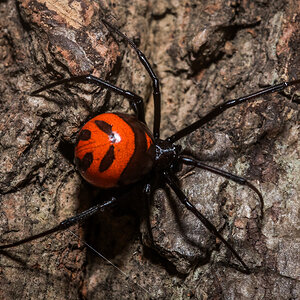 Latrodectus curacaviensis