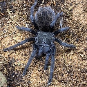 Aphonopelma 'marxi'