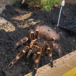 Juvenile female Nhandu cerradensis.