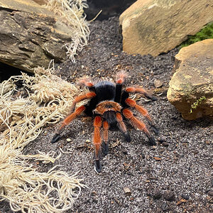 Juvenile male B. boehmei