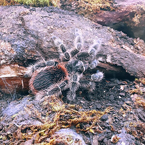 Lasiodora subcanens sub adult female