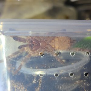 2" N. Tripepii juvie