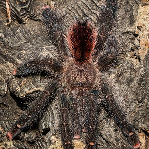 Avicularia cf. juruensis