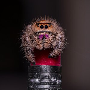 Jumper portrait