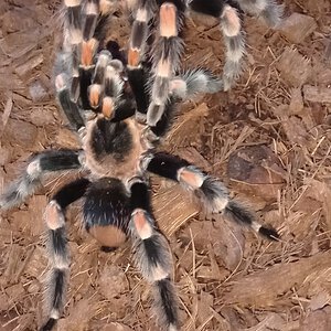 Brachypelma hamorii pairing