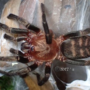 0.1 Acanthogonatus pissi - 2.125" DLS