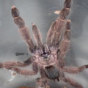 1.0 Psalmopoeus emeraldus - 3.5" DLS