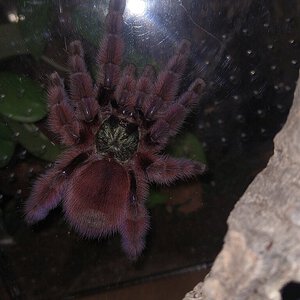 Caribena Versicolor