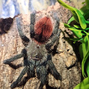 Thrixopelma ockerti