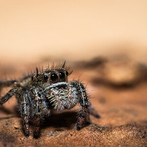 Phidippus texanus