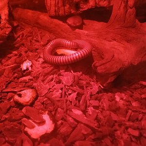 Desert millipede 1