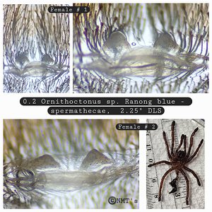 0.2 Ornithoctonus sp. Ranong blue spermathecae - 2.25" DLS