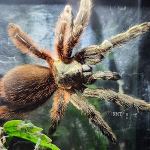 0.1 Psalmopoeus victori