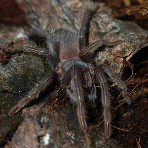 1.5 Lasiodora Parahybana