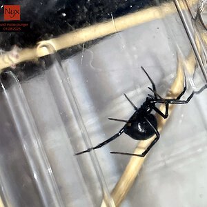 Latrodectus hesperus (Nyx)