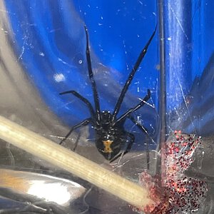 Latrodectus hesperus (Nyx)