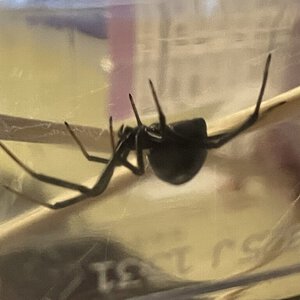 Latrodectus hesperus (Nyx)