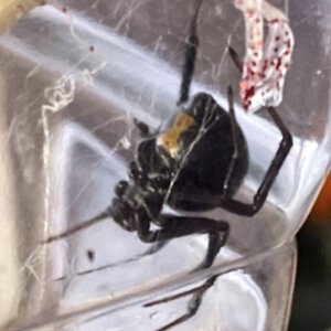 Latrodectus hesperus (Nyx)