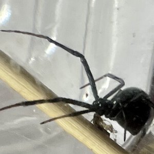 Latrodectus hesperus (Nyx)