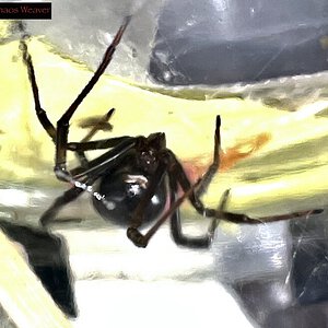 Latrodectus hesperus (Khaos Weaver)