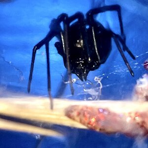 Latrodectus hesperus (Nyx)