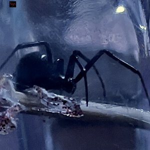 Latrodectus hesperus (Nyx)