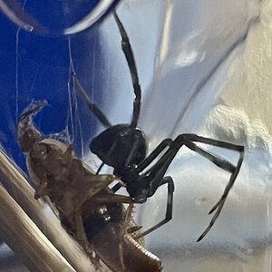 Latrodectus hesperus (Nyx)