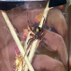 Latrodectus hesperus (Khaos Weaver)