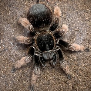 Brachypelma klaasi