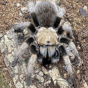 Aphonopelma chalcodes