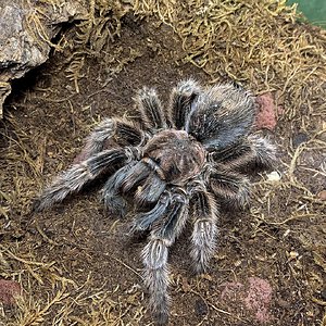 Grammostola rosea ‘NCF’