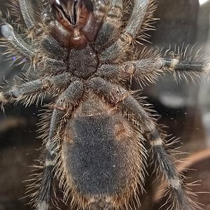 G. Pulchripes (2.5")