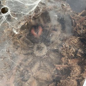 Heteroscodra maculata vent shot (dorsal in comments)