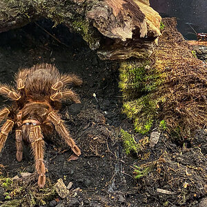 Female A. paulensis in pre-molt