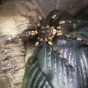 Poecilotheria subfusca “lowland”