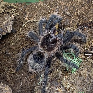 Grammostola grossa