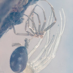 Steatoda grossa