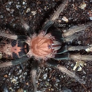 0.1 Davus sp. Oaxaca - 2.25" DLS