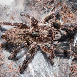 Ceratogyrus darlingi