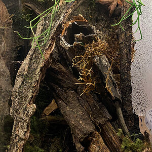 Juvenile female P. pulcher new permanent enclosure