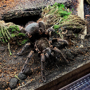 Freshly molted female V. australis