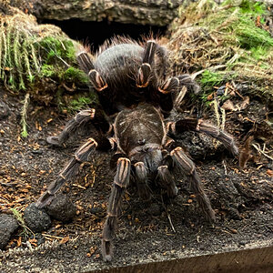 Freshly molted female Vitalius australis