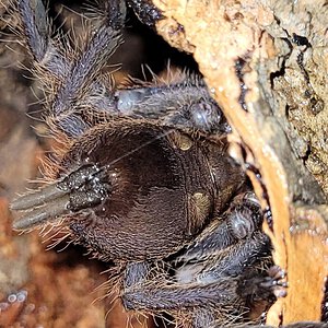 Chilobrachys dyscolus blue