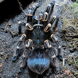 Freshly molted female A. geniculata