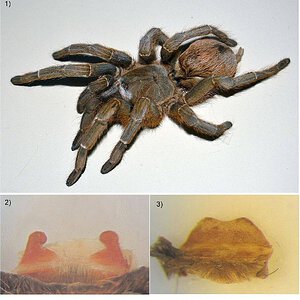 Theraphosinae cf. Stichoplastoris (sold as Sandinista lanceolatum).jpg