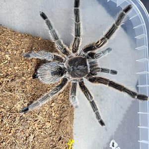 Grammostola